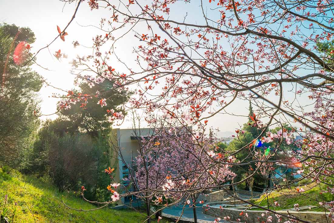 The American College of Greece (Deree)