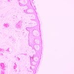 Tissue_Engineering_and_Regenerative_Medicine