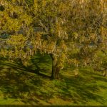 EU Climate Ambassador